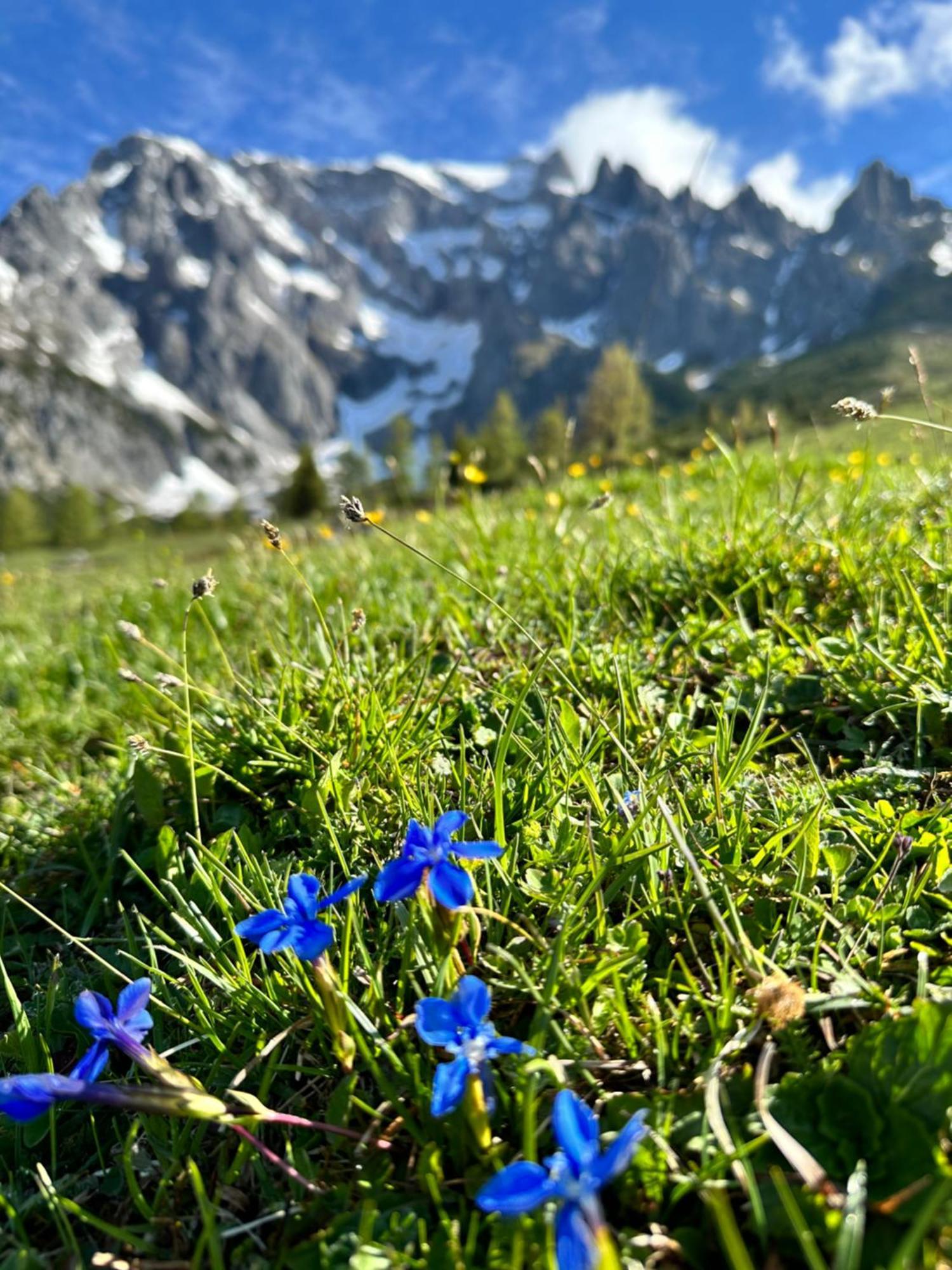 Apart Ursus Hinterthal Maria Alm am Steinernen Meer Exteriör bild
